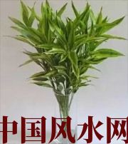 潍坊十二生肖养什么植物最旺财运？你知道吗！